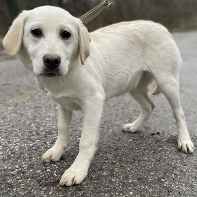 💥Auch Nazira Labrador /Retriever Mixwelpin sucht passende Tierliebhaber für sich 💥, Labrador /Retriever Mixwelpin Welpen - Hündin