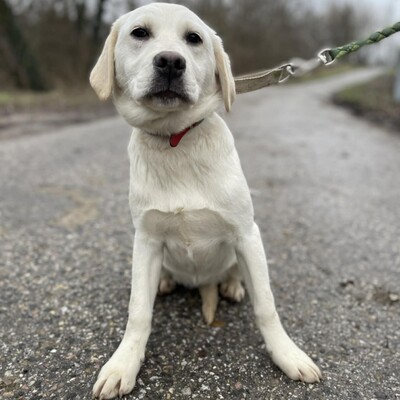 💥Auch Nazira Labrador /Retriever Mixwelpin sucht passende Tierliebhaber für sich 💥, Labrador /Retriever Mixwelpin Welpen - Hündin