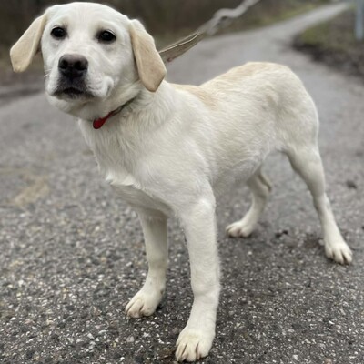 💥Auch Nazira Labrador /Retriever Mixwelpin sucht passende Tierliebhaber für sich 💥, Labrador /Retriever Mixwelpin Welpen - Hündin