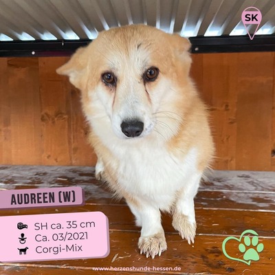💐 Audreen (w), 3 Jahre, 35 cm, Slowakei, Corgi-Mix - Hündin