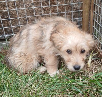 August, Mix Welpen - Rüde