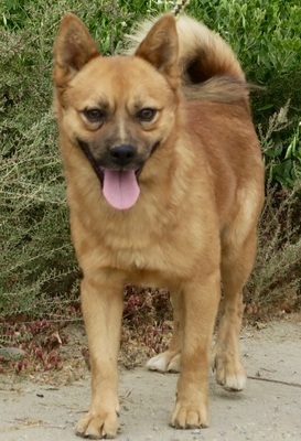 Augusto, Mix - Rüde