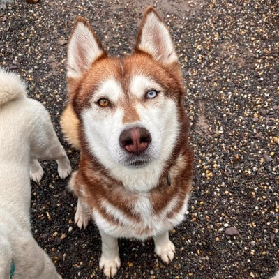 😍 Aura, Hündin, noch in der Slowakei (NB) - freundlich zu Hunden und Menschen, Husky (-Mix) - Hündin