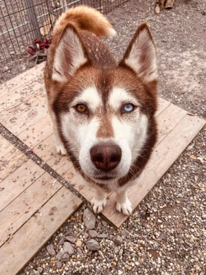 😍 Aura, Hündin, noch in der Slowakei (NB) - freundlich zu Hunden und Menschen, Husky (-Mix) - Hündin