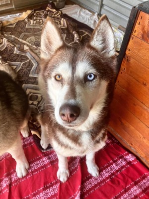 😍 Aura, Hündin, noch in der Slowakei (NB) - freundlich zu Hunden und Menschen, Husky (-Mix) - Hündin