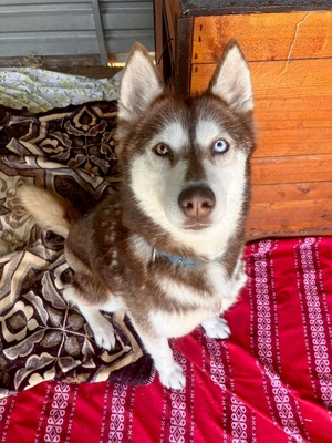 😍 Aura, Hündin, noch in der Slowakei (NB) - freundlich zu Hunden und Menschen, Husky (-Mix) - Hündin