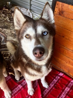 😍 Aura, Hündin, noch in der Slowakei (NB) - freundlich zu Hunden und Menschen, Husky (-Mix) - Hündin