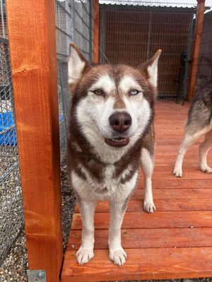 😍 Aura, Hündin, noch in der Slowakei (NB) - freundlich zu Hunden und Menschen, Husky (-Mix) - Hündin