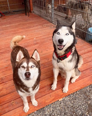 😍 Aura, Hündin, noch in der Slowakei (NB) - freundlich zu Hunden und Menschen, Husky (-Mix) - Hündin