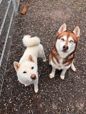 😍 Aura, Hündin, noch in der Slowakei (NB) - freundlich zu Hunden und Menschen, Husky (-Mix) - Hündin