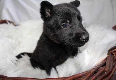 Aurora - Aufgeweckte Prinzessin, ca. 7 Wochen, Mischling Welpen - Hündin