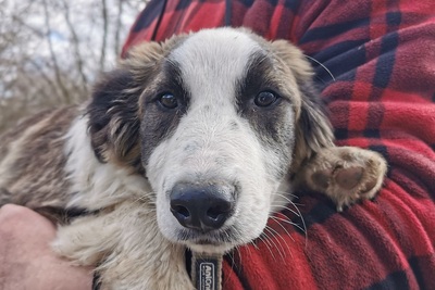 Aurora, Collie Fox Mix Welpen - Hündin