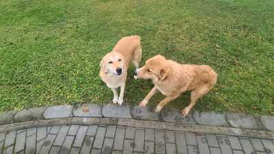 Aurora + Gina, Goldi / ??? - Hündin