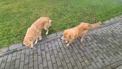 Aurora + Gina, Goldi / ??? - Hündin