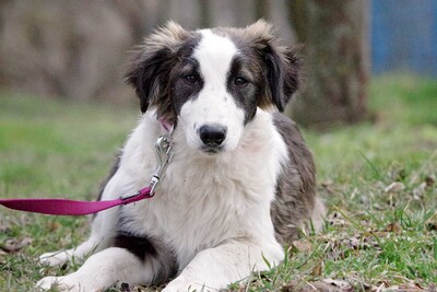 Aurora, Mischling Welpen - Hündin