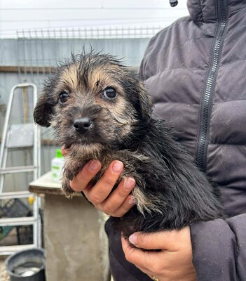 Aurora, Mischling Welpen - Hündin