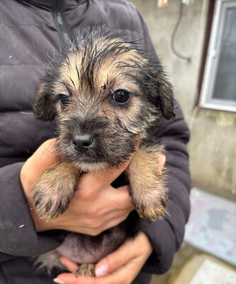 Aurora, Mischling Welpen - Hündin