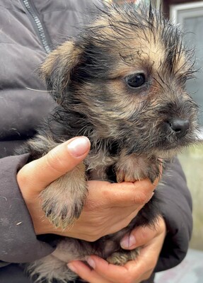 Aurora, Mischling Welpen - Hündin