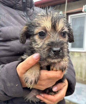 Aurora, Mischling Welpen - Hündin