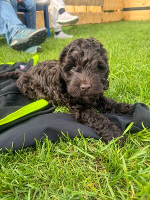 Australian Labradoodle, - Welpen - Hündin