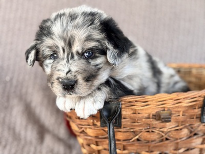 Australian Shepherd Golden Aussie Welpen - Rüde