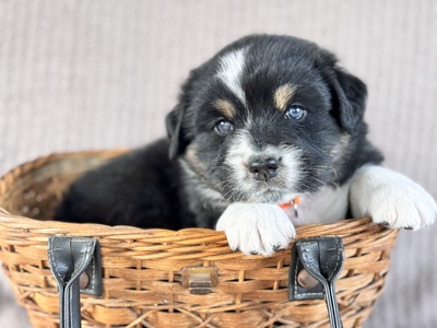 Australian Shepherd Golden Aussie Welpen - Rüde
