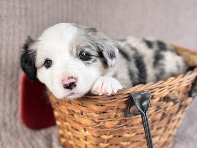 Australian Shepherd Golden Aussie Welpen - Rüde