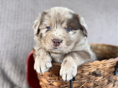 Australian Shepherd Golden Aussie Welpen - Rüde