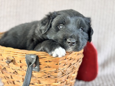 Australian Shepherd Golden Aussie Welpen - Rüde