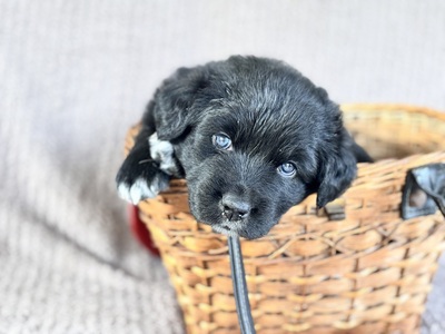 Australian Shepherd Golden Aussie Welpen - Rüde