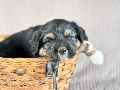 Australian Shepherd Golden Aussie Welpen - Rüde