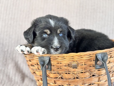 Australian Shepherd Golden Aussie Welpen - Rüde