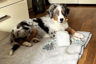 Australian Shepherd - Hündin