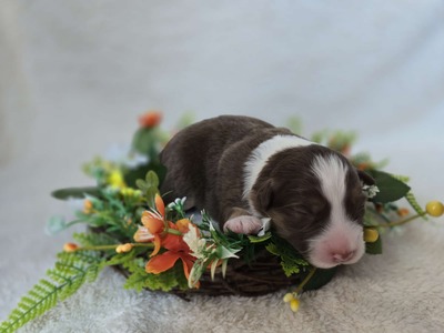 Australian Shepherd Welpen - Hündin