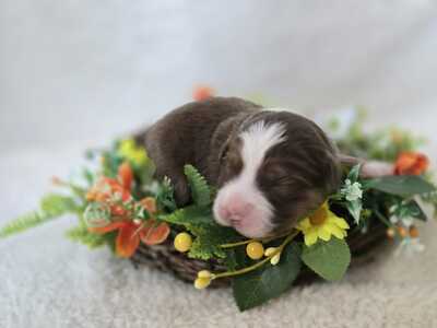 Australian Shepherd Welpen - Hündin