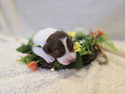 Australian Shepherd Welpen - Hündin