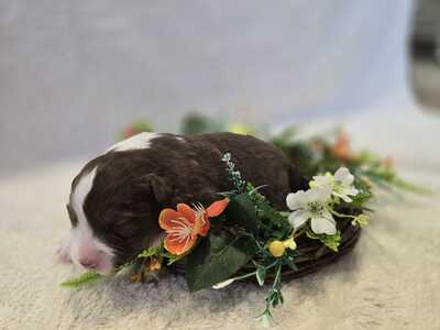 Australian Shepherd Welpen - Hündin