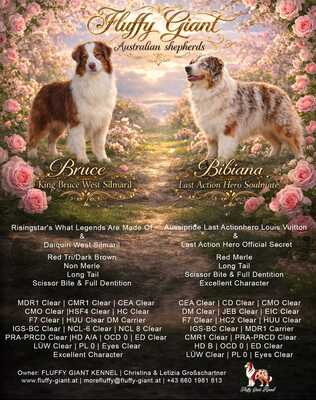 Australian Shepherd Welpen - Hündin