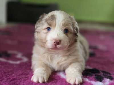 Australian Shepherd Welpen - Hündin