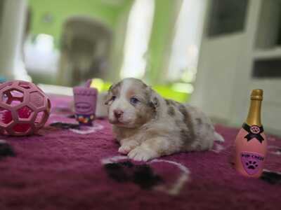 Australian Shepherd Welpen - Hündin