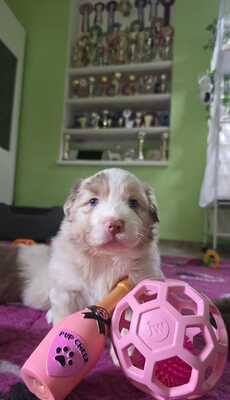 Australian Shepherd Welpen - Hündin