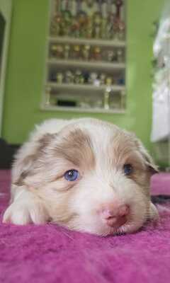 Australian Shepherd Welpen - Hündin