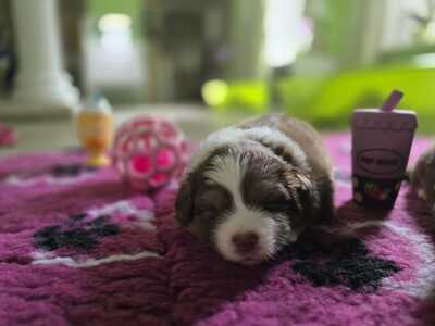 Australian Shepherd Welpen - Hündin