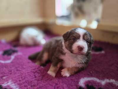 Australian Shepherd Welpen - Hündin