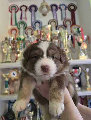 Australian Shepherd Welpen - Hündin
