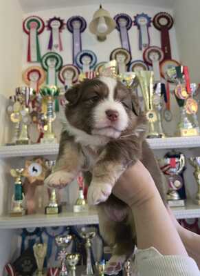 Australian Shepherd Welpen - Hündin