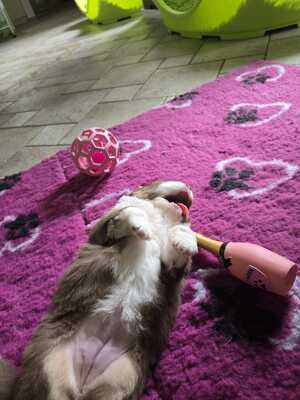 Australian Shepherd Welpen - Hündin