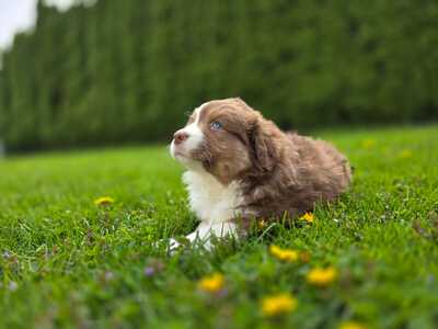 Australian Shepherd Welpen - Hündin
