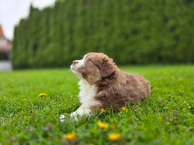 Australian Shepherd Welpen - Hündin