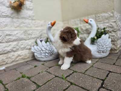 Australian Shepherd Welpen - Hündin
